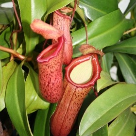 Nepenthes tropical pitchers